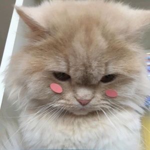 Meet your Posher, Rio